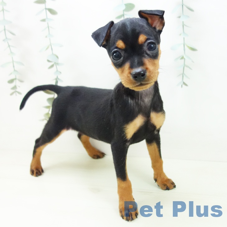 愛知県のミニチュアピンシャー (ペットプラス 則武新町店/2025年11月15日生まれ/女の子/ブラックタン)の子犬の1枚目の画像