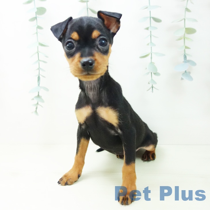 愛知県のミニチュアピンシャー (ペットプラス 則武新町店/2025年11月15日生まれ/女の子/ブラックタン)の子犬の2枚目の画像