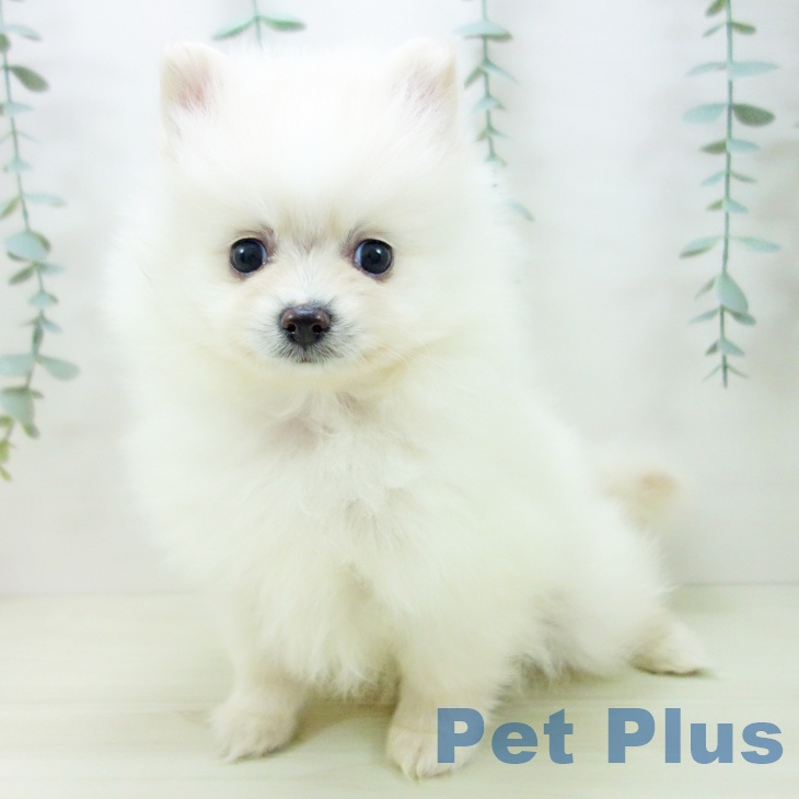 愛知県のポメラニアン (ペットプラス 豊田店/2025年11月16日生まれ/男の子/ホワイト)の子犬の1枚目の画像