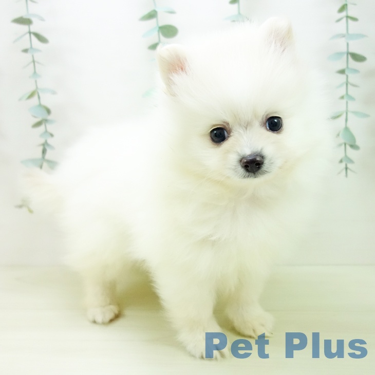 愛知県のポメラニアン (ペットプラス 豊田店/2025年11月16日生まれ/男の子/ホワイト)の子犬の2枚目の画像