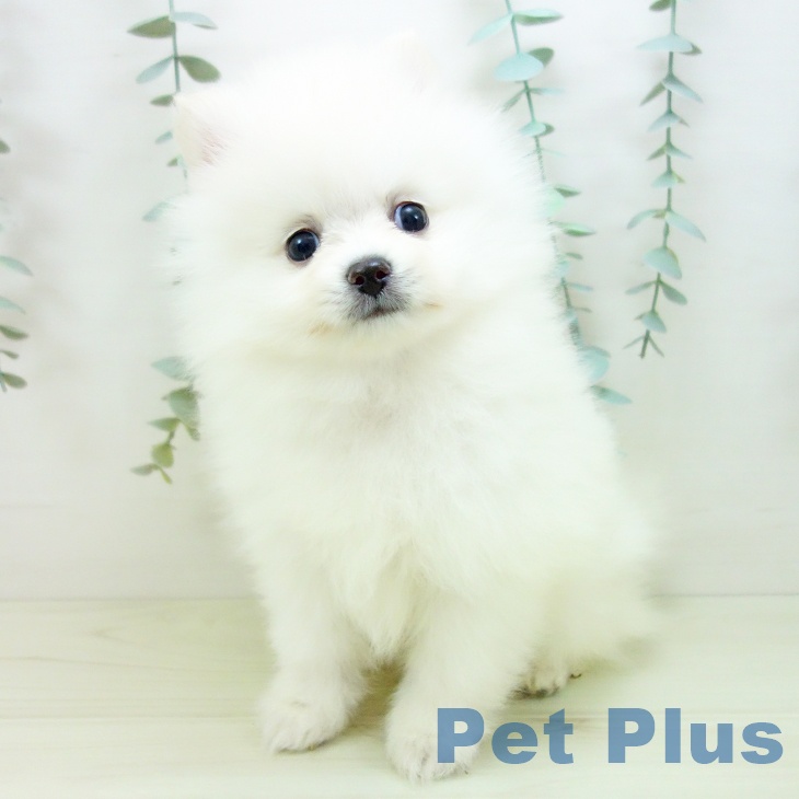愛知県のポメラニアン (ペットプラス 岡崎店/2025年11月16日生まれ/男の子/ホワイト)の子犬の1枚目の画像
