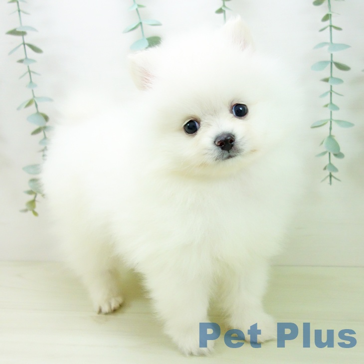 愛知県のポメラニアン (ペットプラス 岡崎店/2025年11月16日生まれ/男の子/ホワイト)の子犬の2枚目の画像