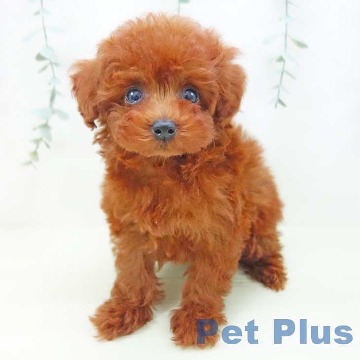 愛知県のトイプードル(トイ) (ペットプラス mozoワンダーシティ店/2025年11月14日生まれ/女の子/レッド)の子犬の1枚目の画像