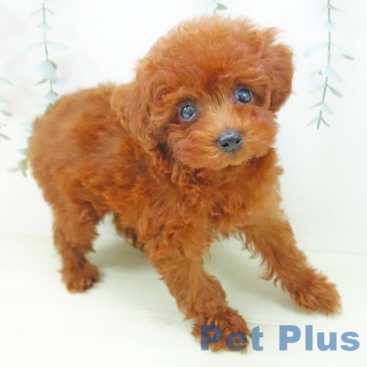 愛知県のトイプードル(トイ) (ペットプラス mozoワンダーシティ店/2025年11月14日生まれ/女の子/レッド)の子犬の2枚目の画像