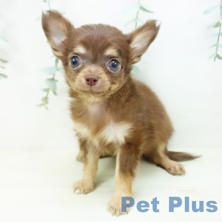愛知県のチワワ(ロング) (ペットプラス 岡崎店/2025年11月19日生まれ/男の子/チョコレートタン)の子犬の1枚目の画像