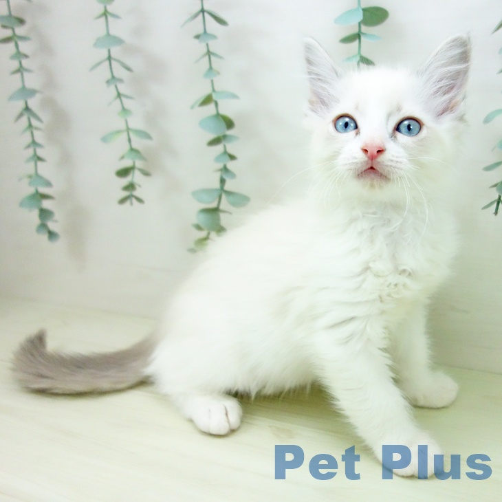 石川県のラグドール (ペットプラス 新小松店/2025年11月18日生まれ/男の子/ブルーポイントバイカラー)の子猫の1枚目の画像
