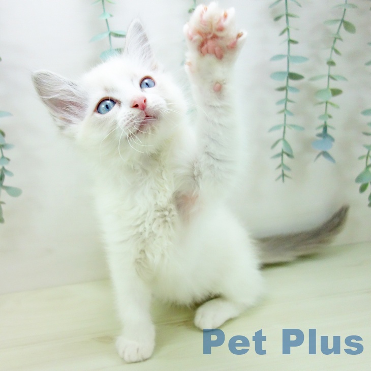 石川県のラグドール (ペットプラス 新小松店/2025年11月18日生まれ/男の子/ブルーポイントバイカラー)の子猫の2枚目の画像