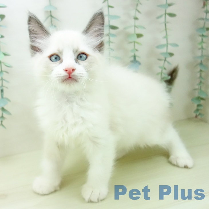 愛知県のラグドール (ペットプラス 豊田店/2025年11月18日生まれ/男の子/ブルーポイントバイカラー)の子猫の1枚目の画像