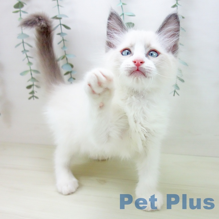 愛知県のラグドール (ペットプラス 豊田店/2025年11月18日生まれ/男の子/ブルーポイントバイカラー)の子猫の2枚目の画像