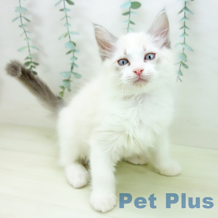 愛知県のラグドール (ペットプラス 名古屋茶屋店/2025年11月18日生まれ/男の子/ブルーポイントバイカラー)の子猫の1枚目の画像
