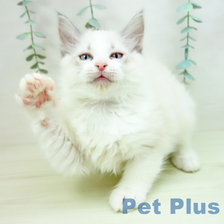 愛知県のラグドール (ペットプラス 名古屋茶屋店/2025年11月18日生まれ/男の子/ブルーポイントバイカラー)の子猫の2枚目の画像
