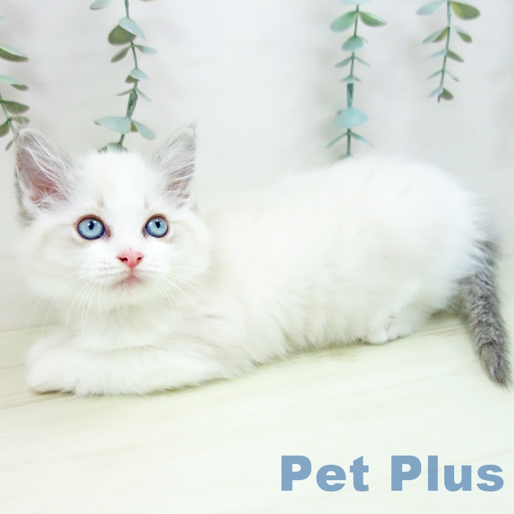 愛知県のラグドール (ペットプラス 岡崎店/2025年11月18日生まれ/女の子/ブルーポイントバイカラー)の子猫の2枚目の画像