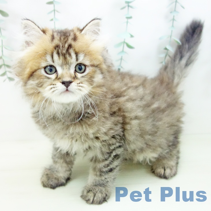 三重県のスコティッシュフォールド (ペットプラス 鈴鹿店/2025年11月20日生まれ/男の子/ブラウンタビー)の子猫の1枚目の画像