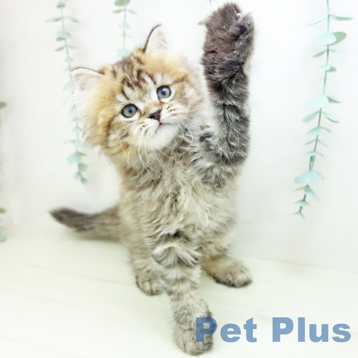 三重県のスコティッシュフォールド (ペットプラス 鈴鹿店/2025年11月20日生まれ/男の子/ブラウンタビー)の子猫の2枚目の画像