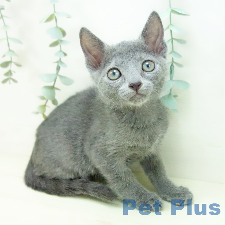 愛知県のロシアンブルー (ペットプラス mozoワンダーシティ店/2025年11月16日生まれ/男の子/ブルー)の子猫の1枚目の画像