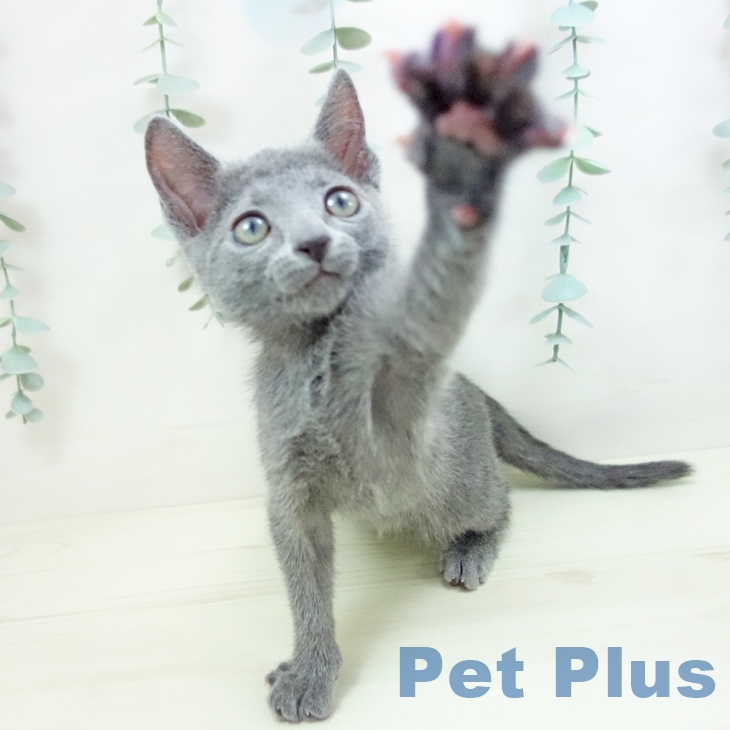 愛知県のロシアンブルー (ペットプラス mozoワンダーシティ店/2025年11月16日生まれ/男の子/ブルー)の子猫の2枚目の画像