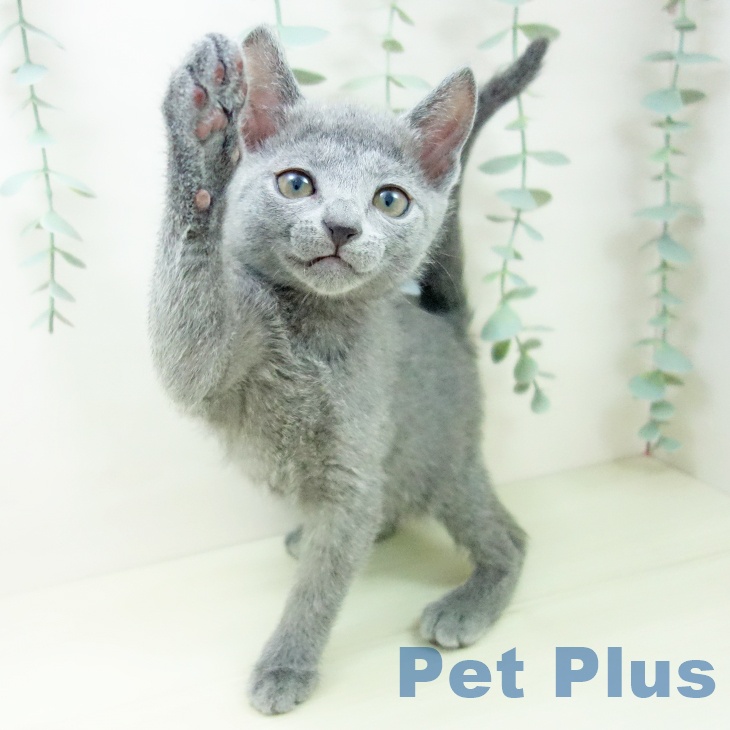 愛知県のロシアンブルー (ペットプラス イオンモール豊川店/2025年11月16日生まれ/男の子/ブルー)の子猫の2枚目の画像