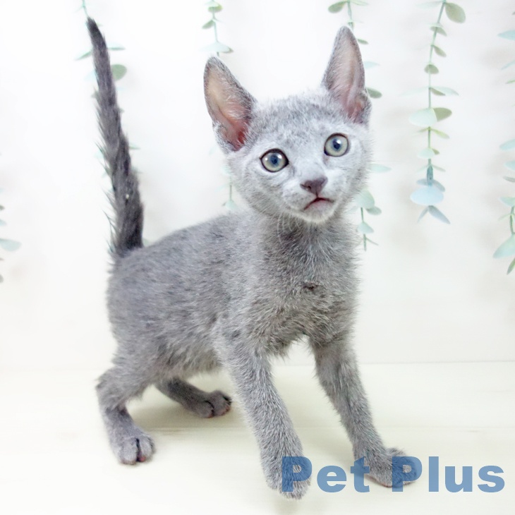 岐阜県のロシアンブルー (ペットプラス 各務原店/2025年11月16日生まれ/男の子/ブルー)の子猫の1枚目の画像
