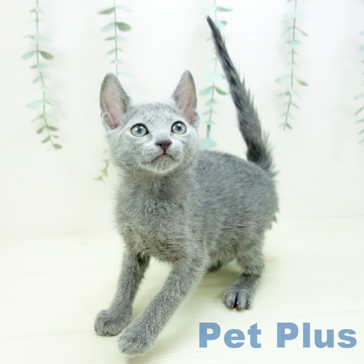 岐阜県のロシアンブルー (ペットプラス 各務原店/2025年11月16日生まれ/男の子/ブルー)の子猫の2枚目の画像
