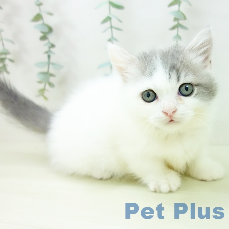 愛知県のマンチカン (ペットプラス 則武新町店/2025年11月20日生まれ/女の子/ブルータビーホワイト)の子猫の1枚目の画像