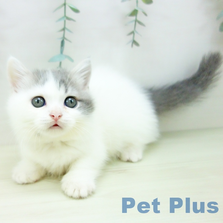 愛知県のマンチカン (ペットプラス 則武新町店/2025年11月20日生まれ/女の子/ブルータビーホワイト)の子猫の2枚目の画像