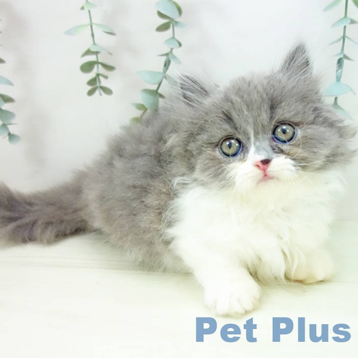 愛知県のマンチカン (ペットプラス mozoワンダーシティ店/2025年11月20日生まれ/男の子/ブルーホワイト)の子猫の1枚目の画像