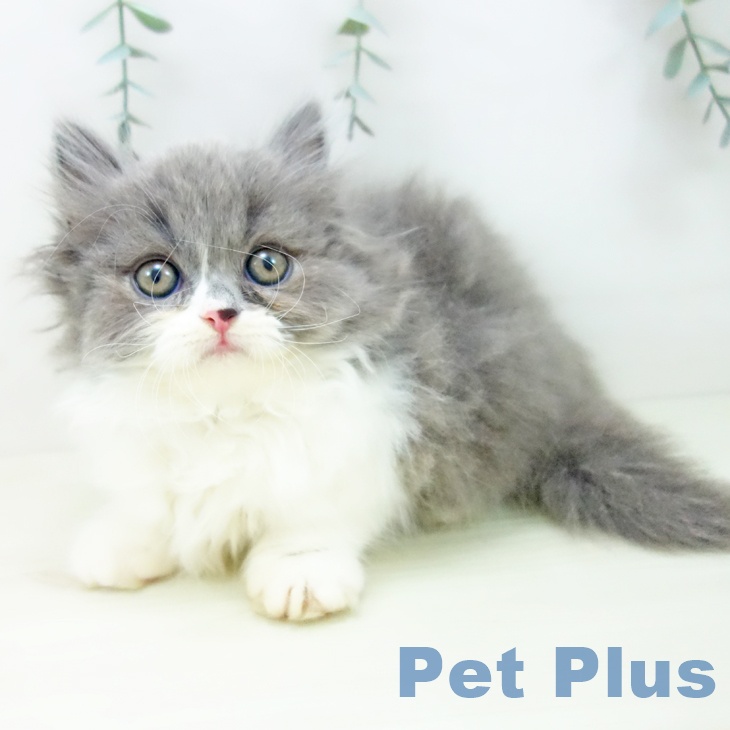 愛知県のマンチカン (ペットプラス mozoワンダーシティ店/2025年11月20日生まれ/男の子/ブルーホワイト)の子猫の2枚目の画像