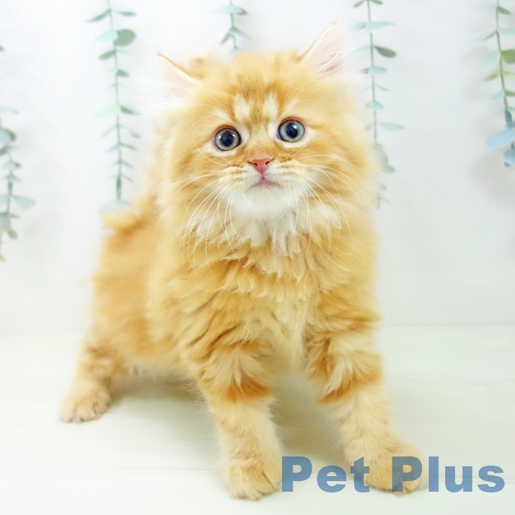 愛知県のラガマフィン (ペットプラス ナゴヤドーム前店/2025年11月20日生まれ/女の子/レッドタビー)の子猫の1枚目の画像