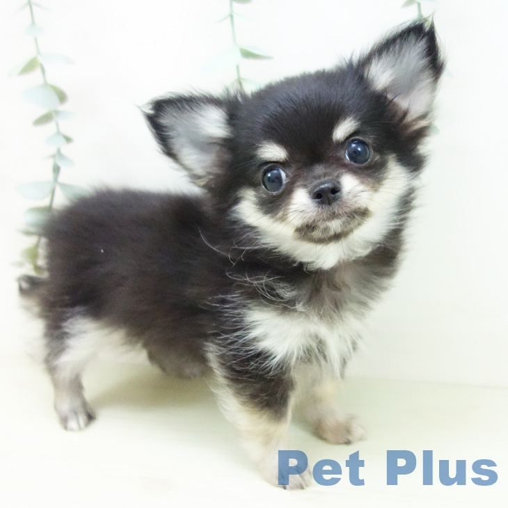 愛知県のチワワ(ロング) (ペットプラス 岡崎店/2025年11月12日生まれ/男の子/ブラックタン)の子犬の1枚目の画像