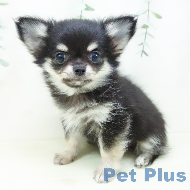 愛知県のチワワ(ロング) (ペットプラス 岡崎店/2025年11月12日生まれ/男の子/ブラックタン)の子犬の2枚目の画像