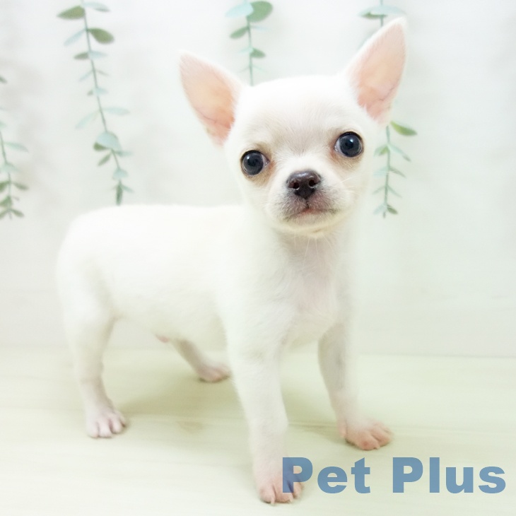 富山県のチワワ(ロング) (ペットプラス 高岡店/2025年11月20日生まれ/男の子/クリーム)の子犬の1枚目の画像