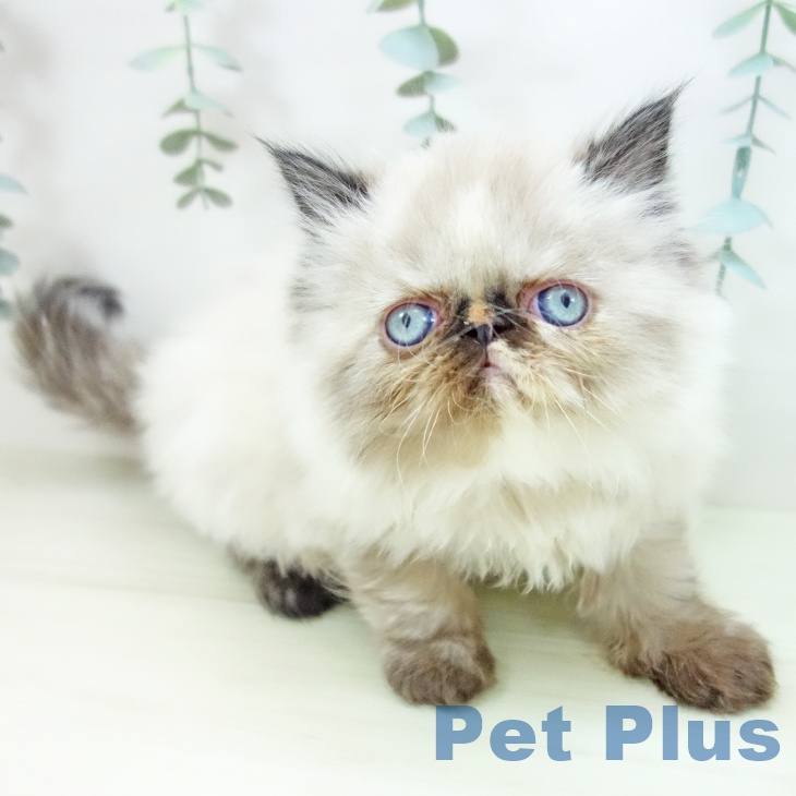 岐阜県のヒマラヤン (ペットプラス 各務原店/2025年11月21日生まれ/女の子/トーティーポイント)の子猫