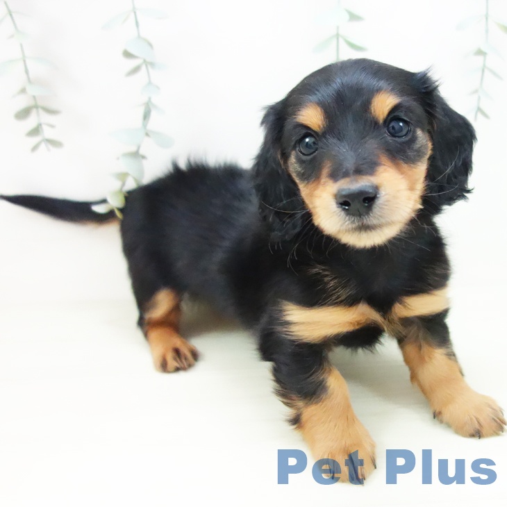 愛知県のミニチュアダックスフンド(ロング) (ペットプラス mozoワンダーシティ店/2025年11月21日生まれ/男の子/ブラックタン)の子犬の1枚目の画像