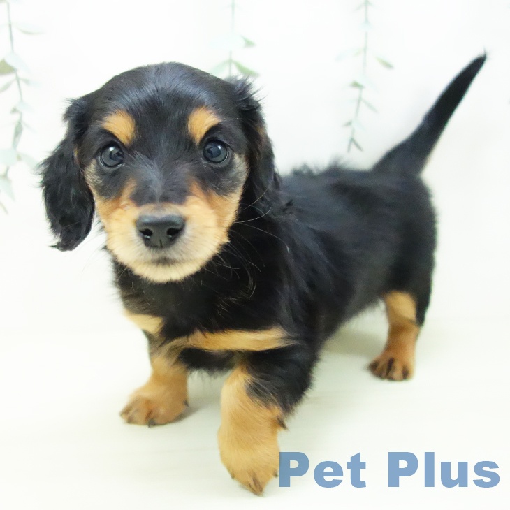愛知県のミニチュアダックスフンド(ロング) (ペットプラス mozoワンダーシティ店/2025年11月21日生まれ/男の子/ブラックタン)の子犬の2枚目の画像