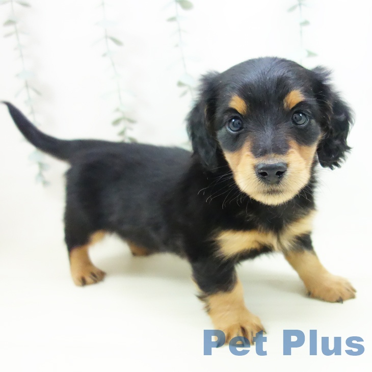 石川県のミニチュアダックスフンド(ロング) (ペットプラス 白山店/2025年11月21日生まれ/男の子/ブラックタン)の子犬の1枚目の画像