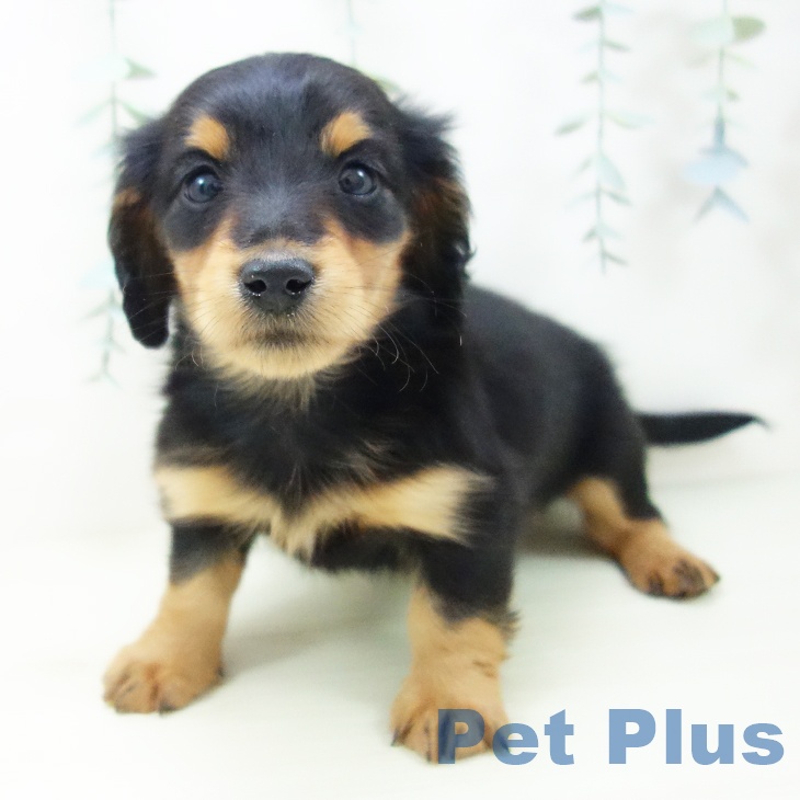 石川県のミニチュアダックスフンド(ロング) (ペットプラス 白山店/2025年11月21日生まれ/男の子/ブラックタン)の子犬の2枚目の画像