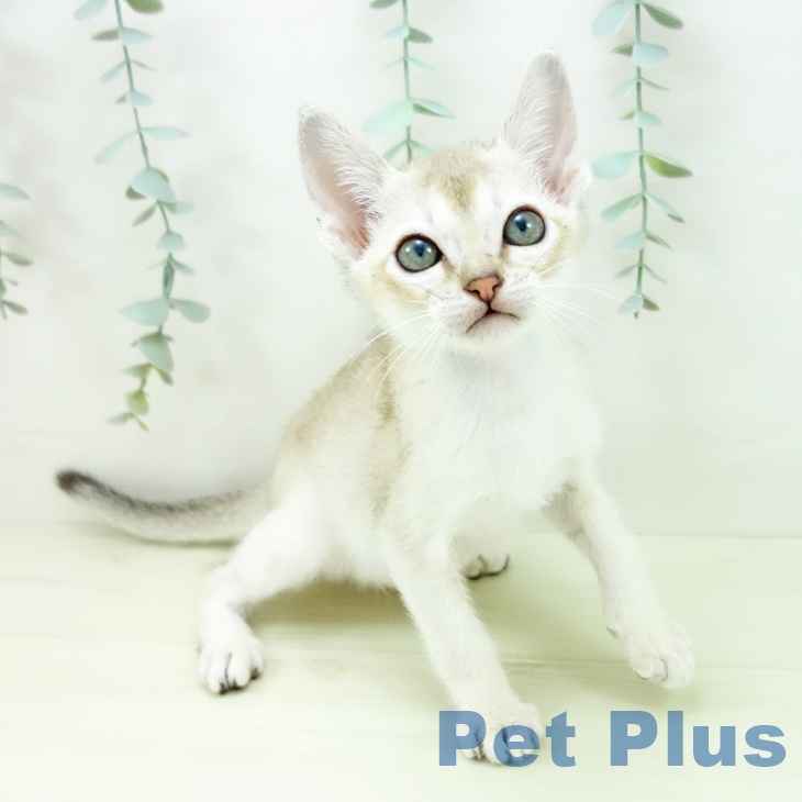 愛知県のシンガプーラ (ペットプラス ナゴヤドーム前店/2025年11月12日生まれ/男の子/セピアアグーティ)の子猫の1枚目の画像