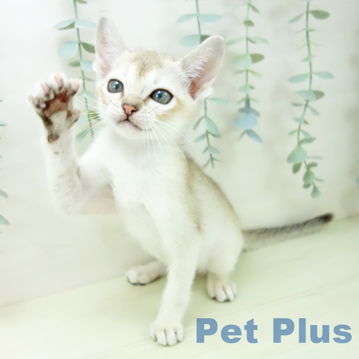 愛知県のシンガプーラ (ペットプラス ナゴヤドーム前店/2025年11月12日生まれ/男の子/セピアアグーティ)の子猫の2枚目の画像