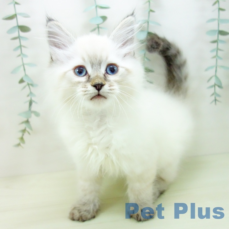 愛知県のサイベリアン (ペットプラス みなと店/2025年10月26日生まれ/男の子/シールリンクスポイント)の子猫の1枚目の画像