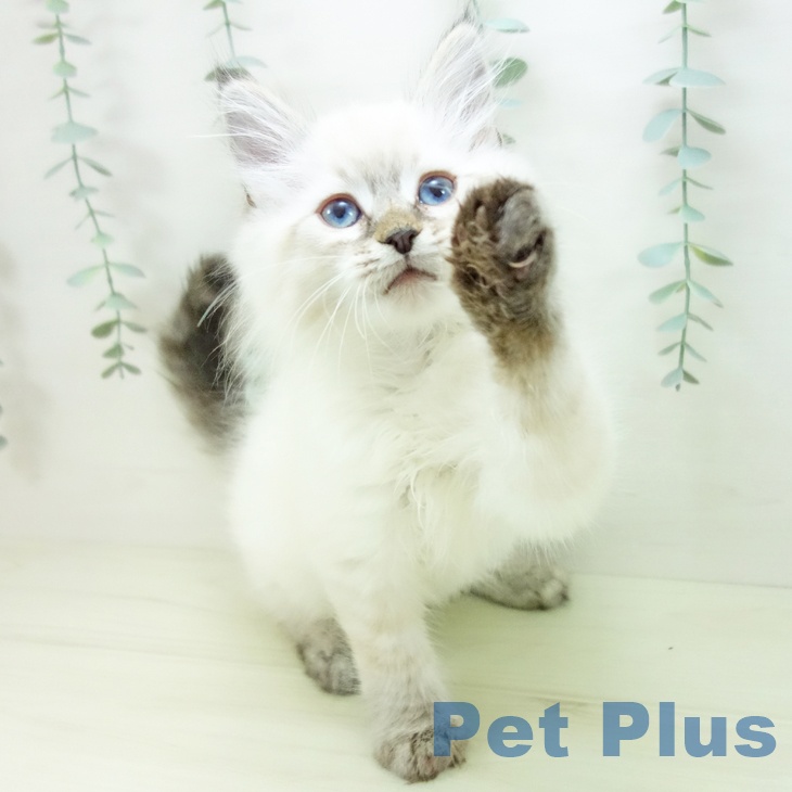 愛知県のサイベリアン (ペットプラス みなと店/2025年10月26日生まれ/男の子/シールリンクスポイント)の子猫の2枚目の画像