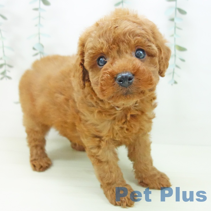 石川県のトイプードル(トイ) (ペットプラス 新小松店/2025年11月20日生まれ/男の子/レッド)の子犬の1枚目の画像