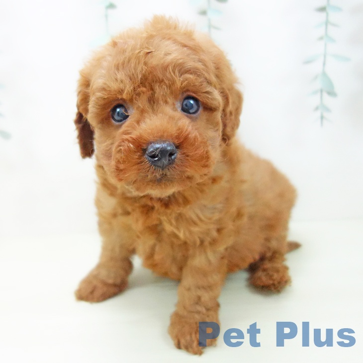 石川県のトイプードル(トイ) (ペットプラス 新小松店/2025年11月20日生まれ/男の子/レッド)の子犬の2枚目の画像