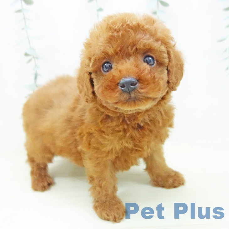 愛知県のトイプードル(トイ) (ペットプラス 岡崎店/2025年11月20日生まれ/男の子/レッド)の子犬の1枚目の画像