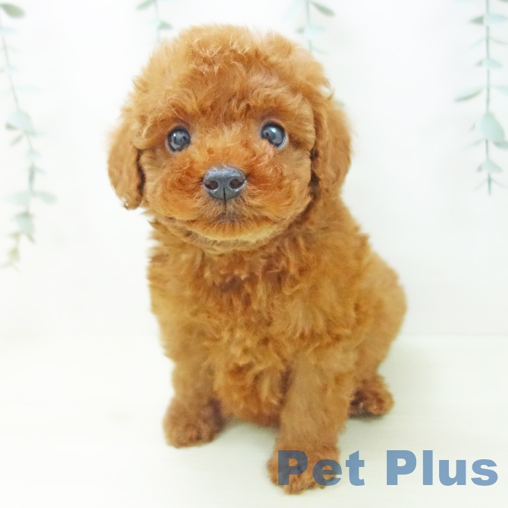 愛知県のトイプードル(トイ) (ペットプラス 岡崎店/2025年11月20日生まれ/男の子/レッド)の子犬の2枚目の画像