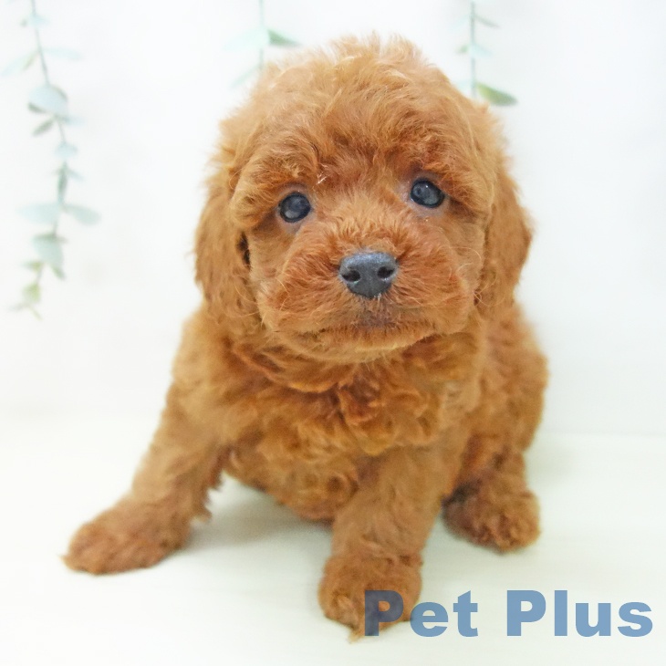 愛知県のトイプードル(トイ) (ペットプラス 則武新町店/2025年11月20日生まれ/女の子/レッド)の子犬の2枚目の画像