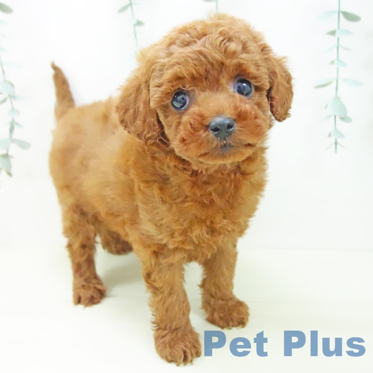 愛知県のトイプードル(トイ) (ペットプラス mozoワンダーシティ店/2025年11月20日生まれ/女の子/レッド)の子犬の1枚目の画像