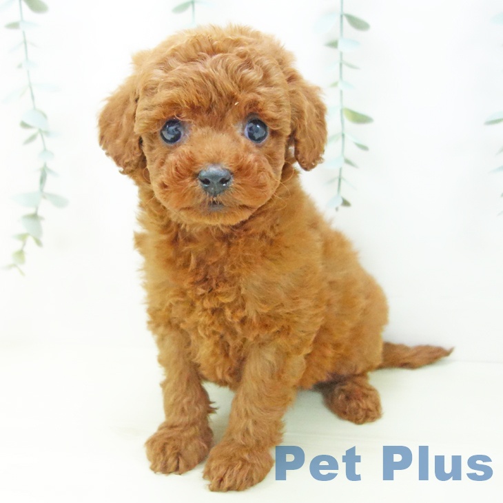 愛知県のトイプードル(トイ) (ペットプラス mozoワンダーシティ店/2025年11月20日生まれ/女の子/レッド)の子犬の2枚目の画像