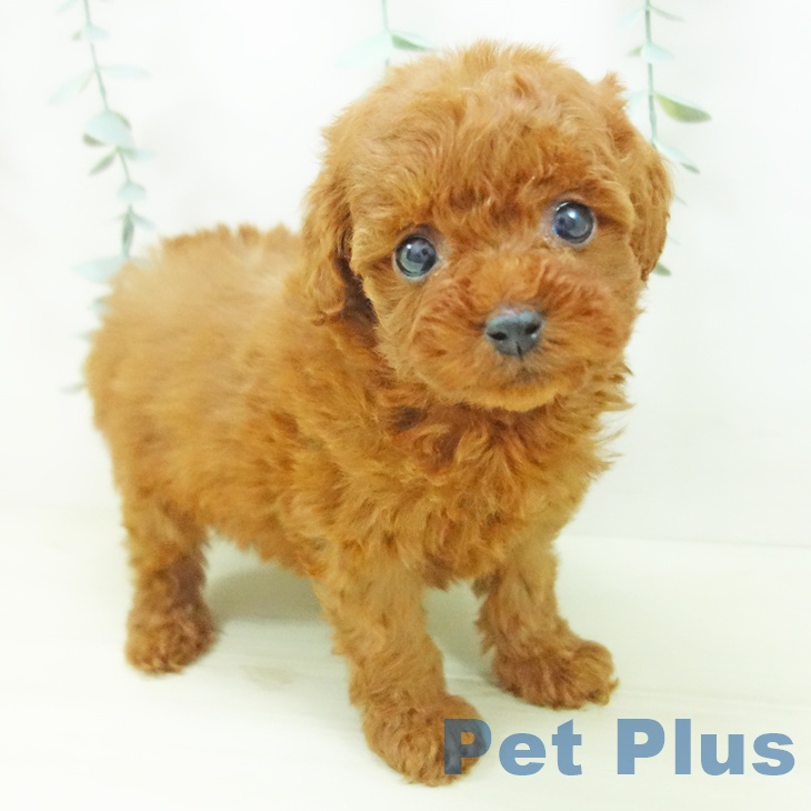 岐阜県のトイプードル(トイ) (ペットプラス 各務原店/2025年11月20日生まれ/女の子/レッド)の子犬