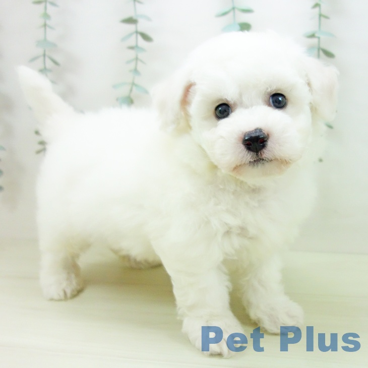 石川県のビションフリーゼ (ペットプラス 新小松店/2025年11月21日生まれ/男の子/ホワイト)の子犬の1枚目の画像