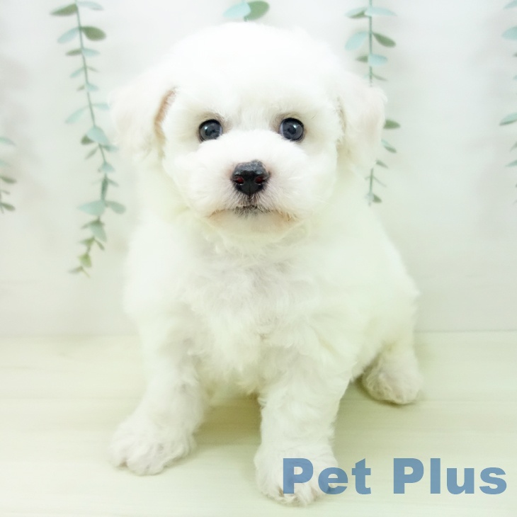 石川県のビションフリーゼ (ペットプラス 新小松店/2025年11月21日生まれ/男の子/ホワイト)の子犬の2枚目の画像